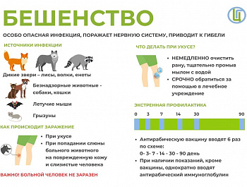 Памятка для населения по профилактике бешенства